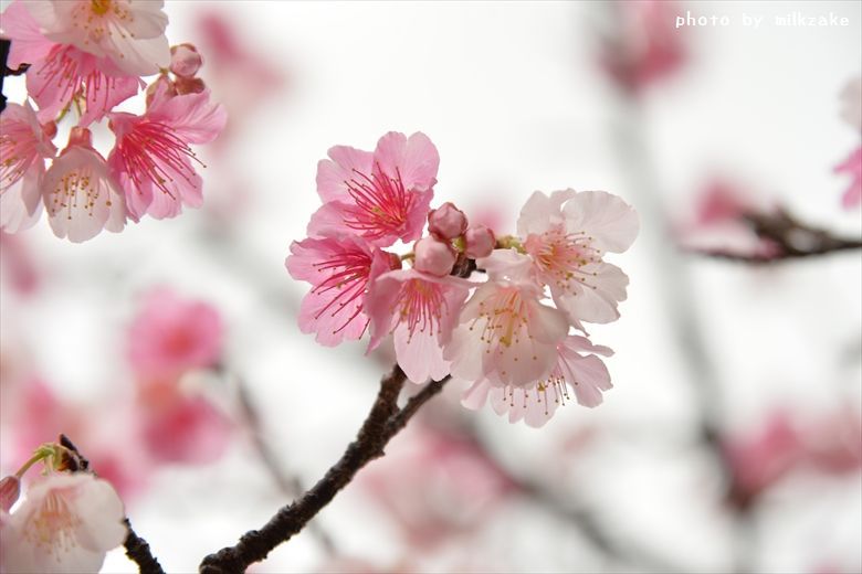 寒緋桜　2015