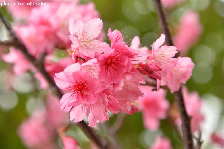 寒緋桜　2015