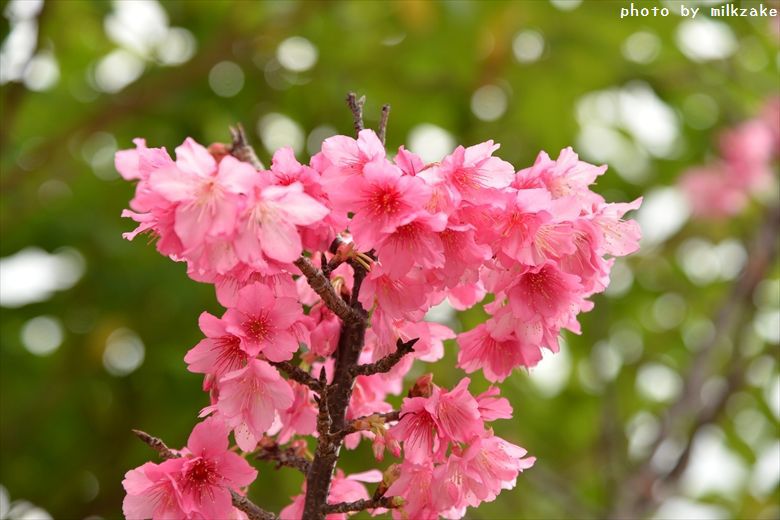 寒緋桜　2015