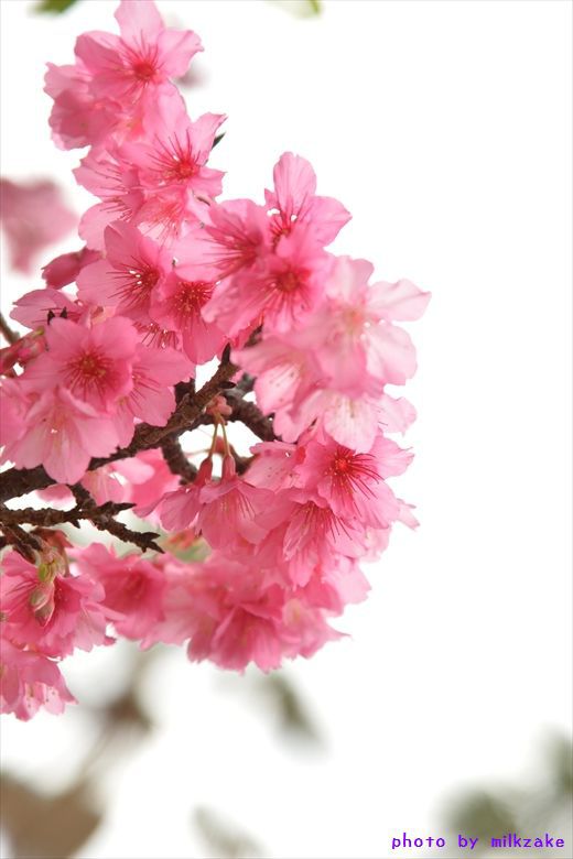 寒緋桜 2015　part2