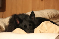 両手に犬 2013/03/06 21:52:22