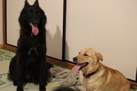 犬友だち 2013/04/02 21:23:20