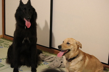 犬友だち