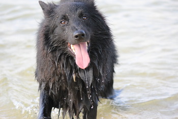 犬だって笑わないとは限らない