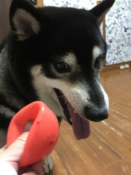 お泊まりワンコの様子❣️