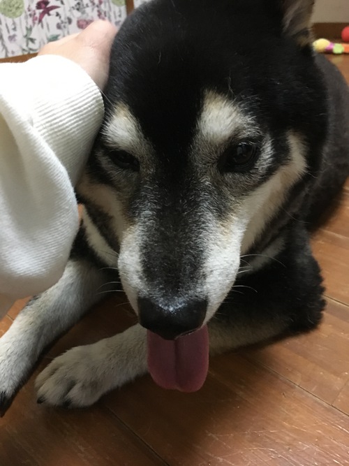 お泊まりワンコの様子❣️
