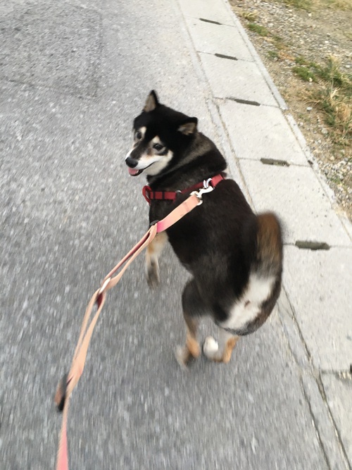 お泊まりワンコの様子❣️