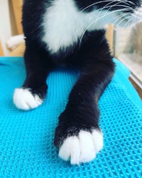 猫スタッフのチェックあります