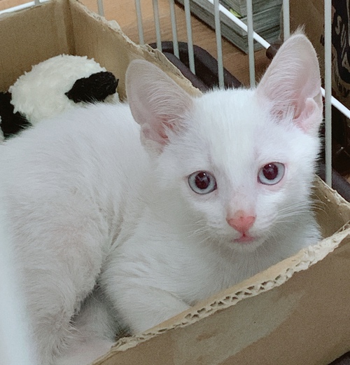 保護猫との出会い