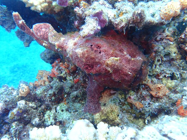 オオモンカエルアンコウ（水納島）