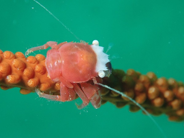 今日の海。泥地に棲む生き物に集中！