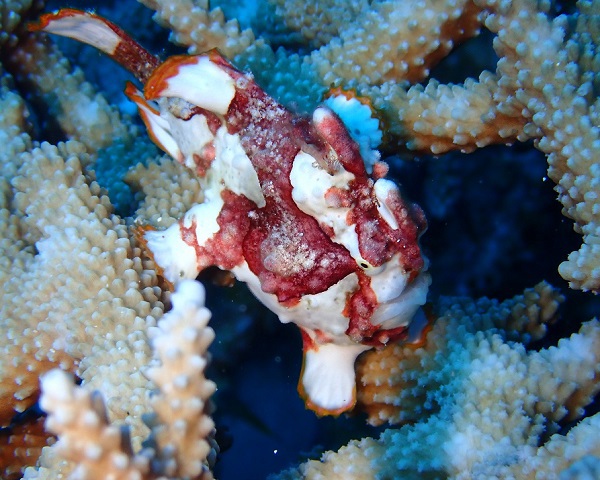 クマドリカエルアンコウ（水納島）