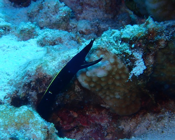 ハナヒゲウツボyg（水納島）