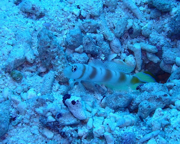 ヤノダテハゼ（水納島）