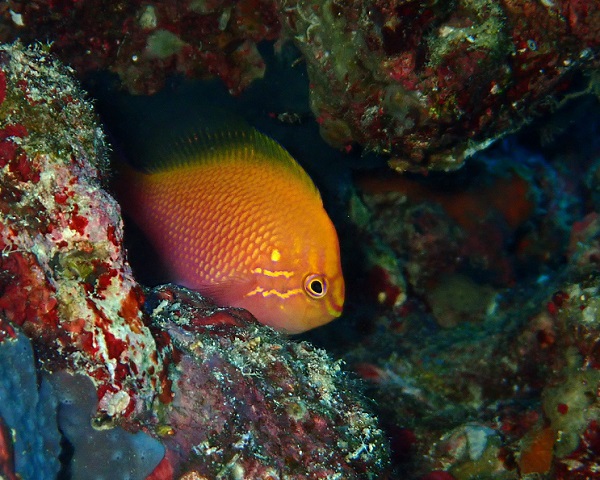 ハナゴンベ（瀬底島）