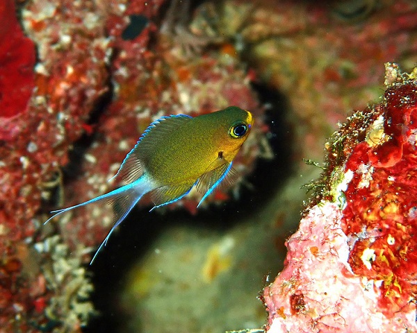 マルスズメダイyg（瀬底島）