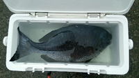 県記録が釣れました‼ 2015/04/12 08:10:45