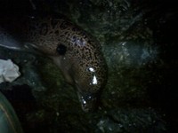 まさかの赤い奴 2011/06/07 09:18:08