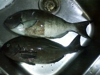 宜しくお願いします 2012/01/17 08:47:54