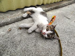 猫の散歩