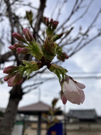 ３月３０日の桜