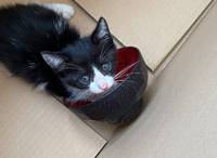 里親募集!! 子猫保護してます 沖縄 浦添 美容室 ｱﾝﾍﾞﾘｰﾙｵﾌｨｼｬﾙﾌﾞﾛｸﾞ 2021/10/25 10:44:32