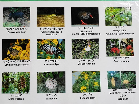 大石林山