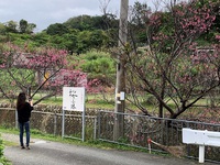 石平桜小路