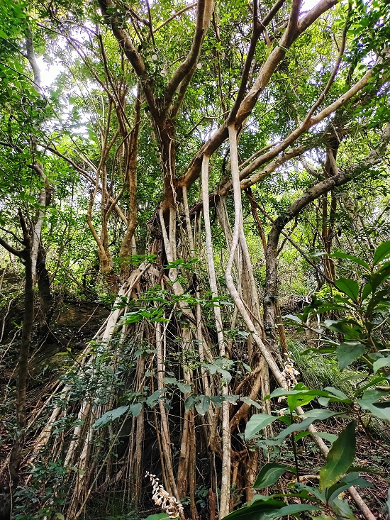 サキシマスオウノキ