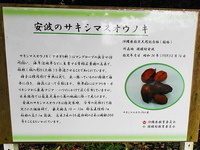 安波のサキシマスオウノキ