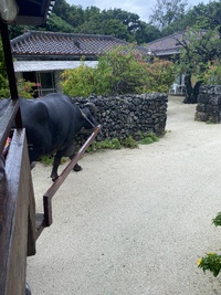 竹富島 2022/11/09 09:48:23