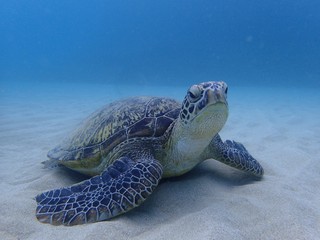 奄美大島のウタ その1  諸鈍長浜