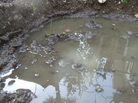 黒米の苗 2006/04/29 07:00:34