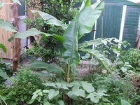 庭の植物達 2006/06/14 20:00:58