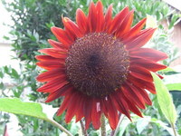 ヒマワリ　開花 2006/07/10 03:49:47