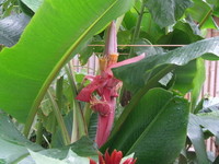 バナナの花 2006/07/17 02:18:43
