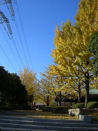 黄色いジュータン 2008/12/04 10:31:19