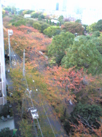 結構、紅葉・・・ 2007/11/15 22:45:08