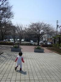 桜、咲いたよ！ 2008/03/27 07:52:32