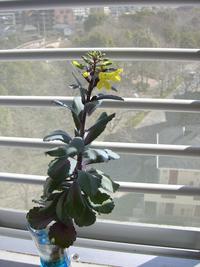 小さな春？ 2008/03/06 11:44:23