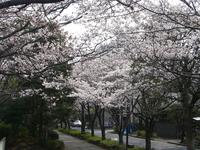 今日の桜