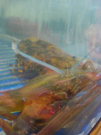 正体判明！ 2006/08/25 12:51:30