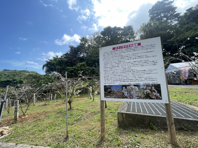 クメノサクラ【本部町】