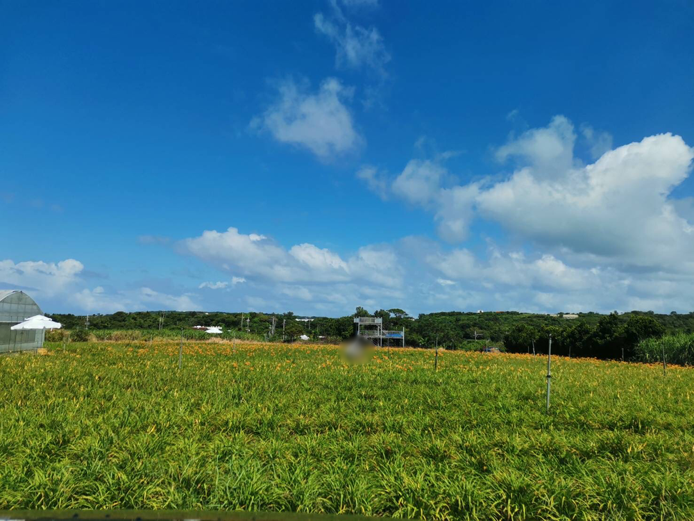 今帰仁クワンソウ畑で花摘み体験 眠り草本舗