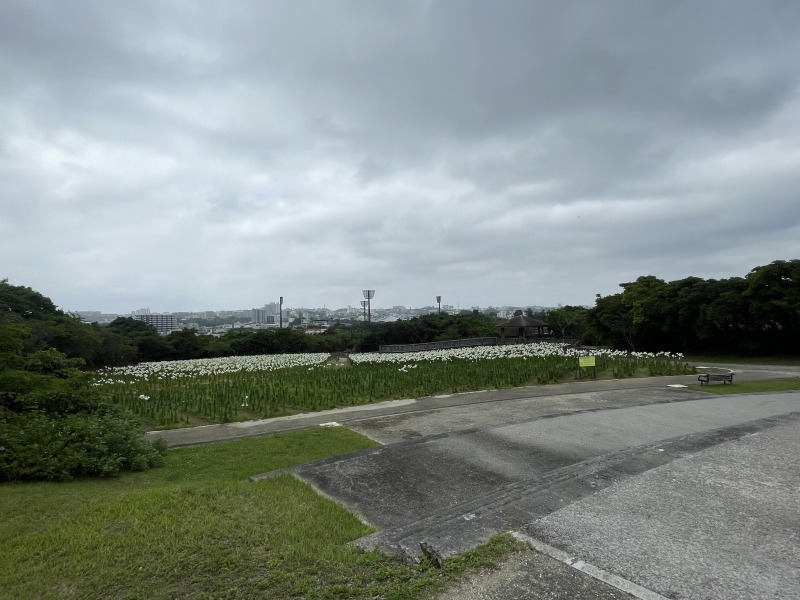 テッポウユリ開花はじまりました【沖縄県総合運動公園 ユリ園】2023