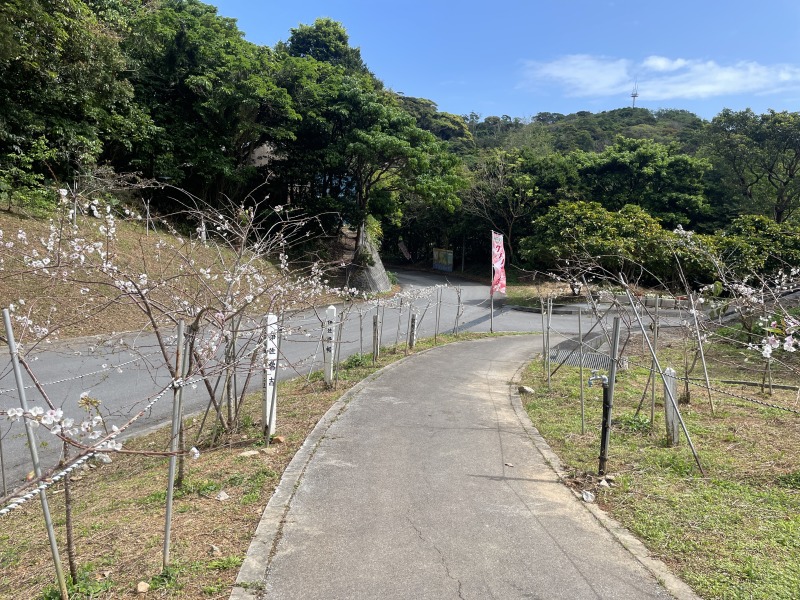 クメノサクラ【本部町】