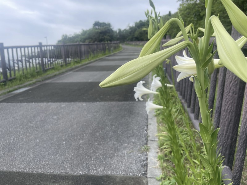 テッポウユリ開花はじまりました【沖縄県総合運動公園 ユリ園】2023