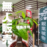 【うるま市】観葉植物の無人販売で幸運をもたらす❓パキラを購入 2023/10/11 22:19:49