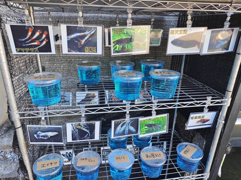 がちまーい沖縄（ファミコンブログ）:メダカの無人販売【宜野湾市野嵩】