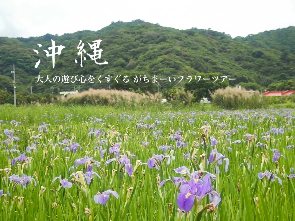 がちまーい沖縄（ファミコンブログ）:大宜味村喜如嘉オクラレルカ2026